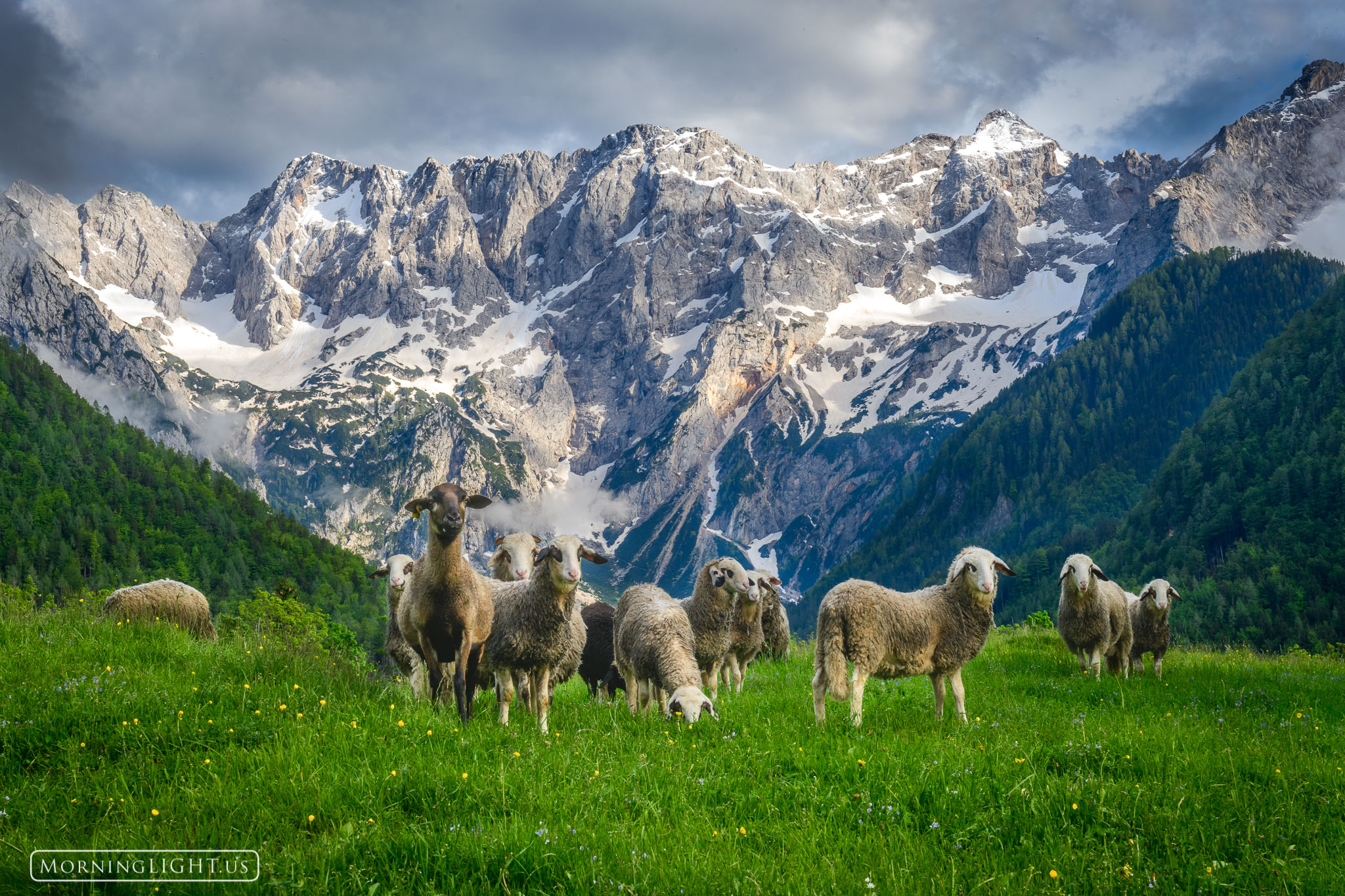 A herd of sheep enjoy life in the Slovenian high country. Can you imagine a better place to be a sheep?