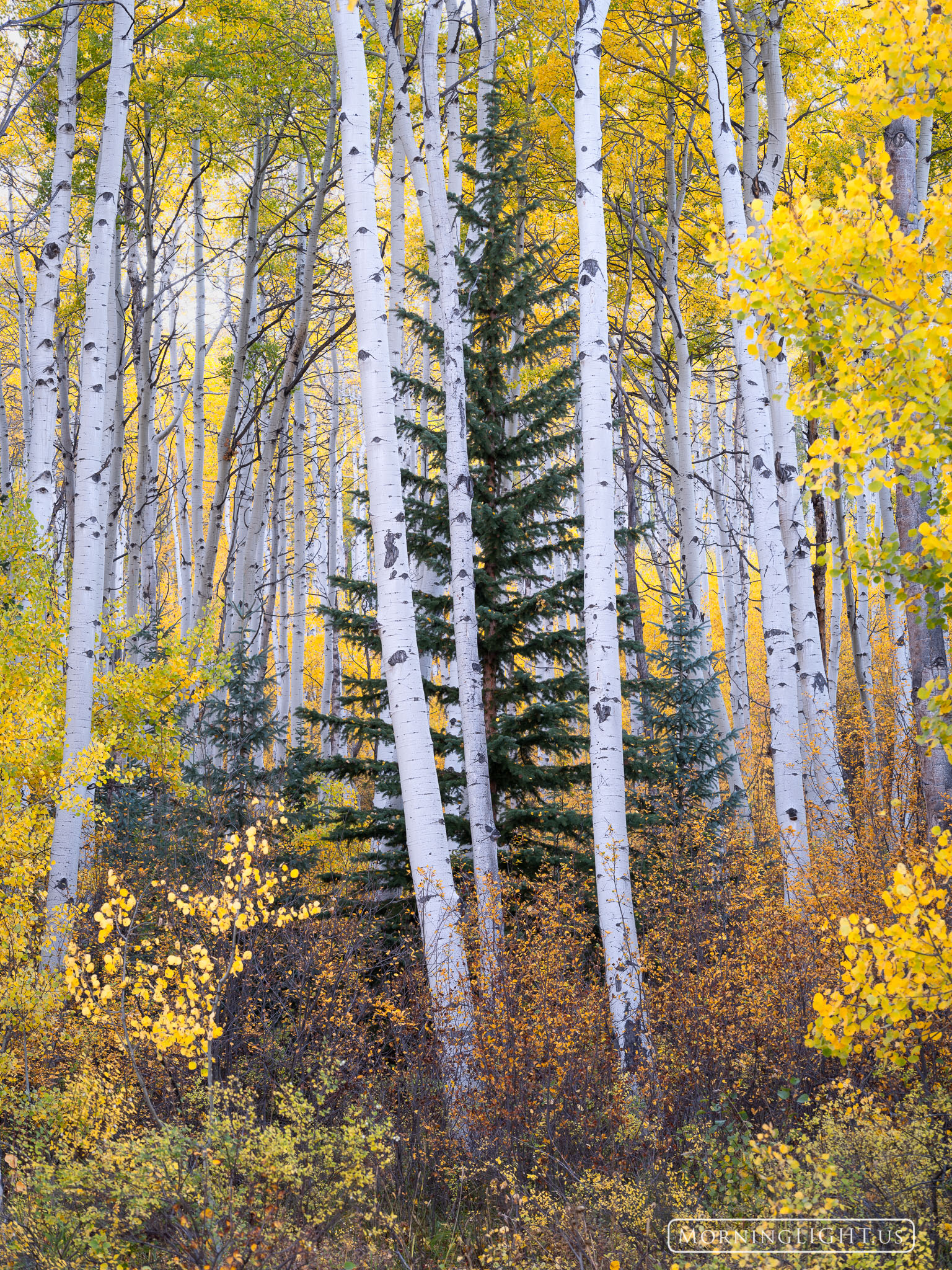 An elegant spruce tree looks out from behind the bars of aspen trees during the height of autumn color.