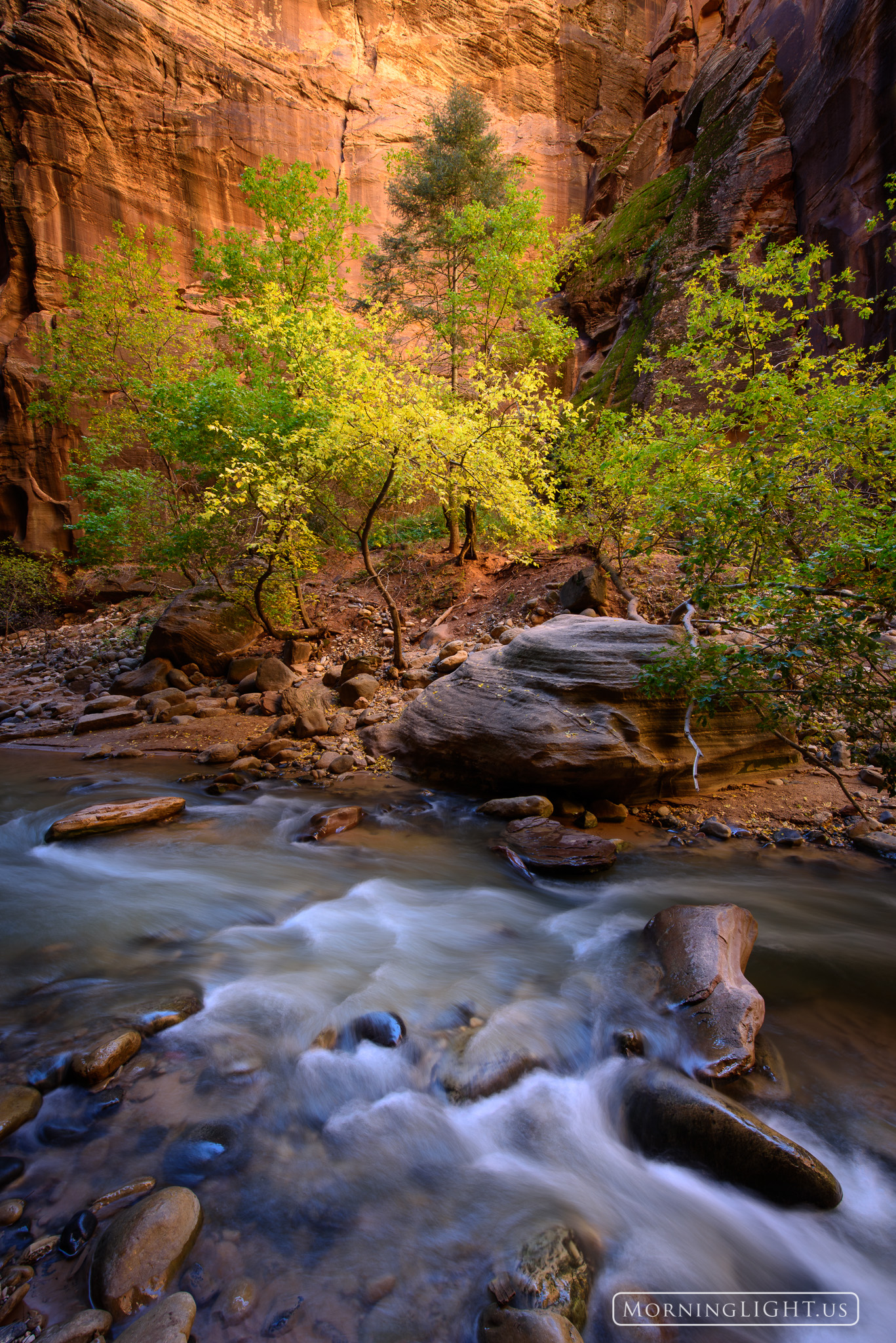 While hiking through a dark and narrow canyon I reached a section where it widened out to about 60'. Here there was enough soil...