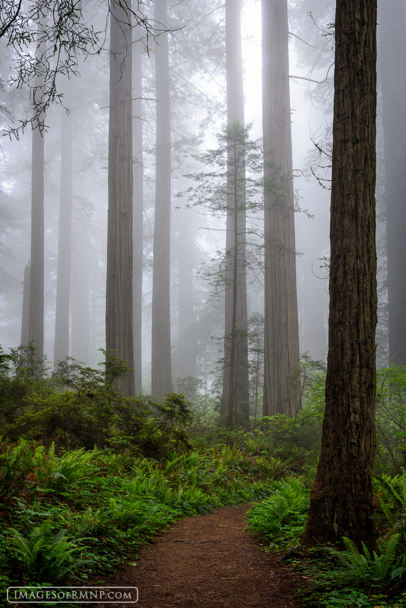 Fog settles in on the Ladybird Johnson area of Redwood State and National Parks.
