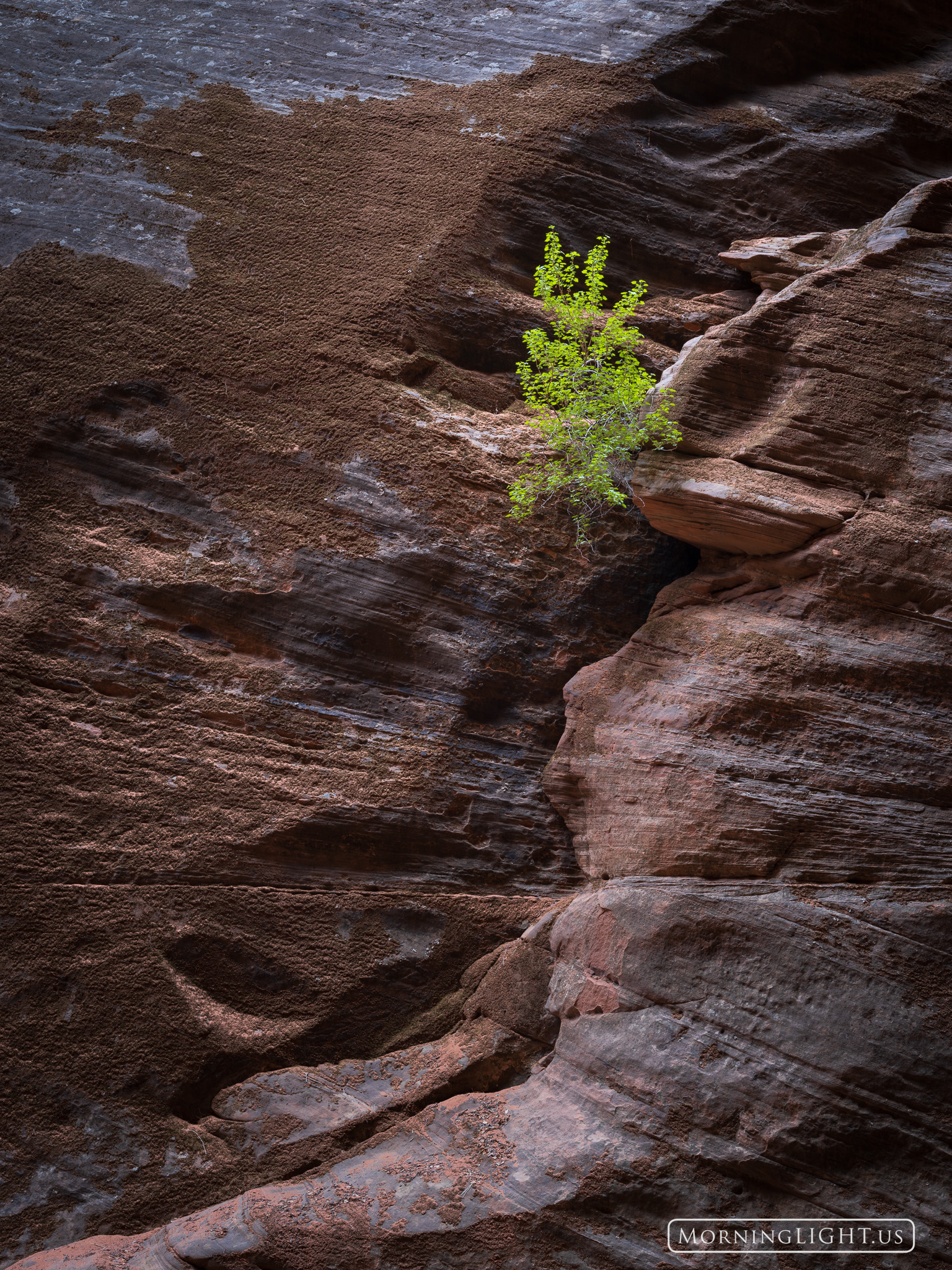 A small bush flourishes in a world of stone, hundreds of feet down in a narrow slot canyon in southern Utah.