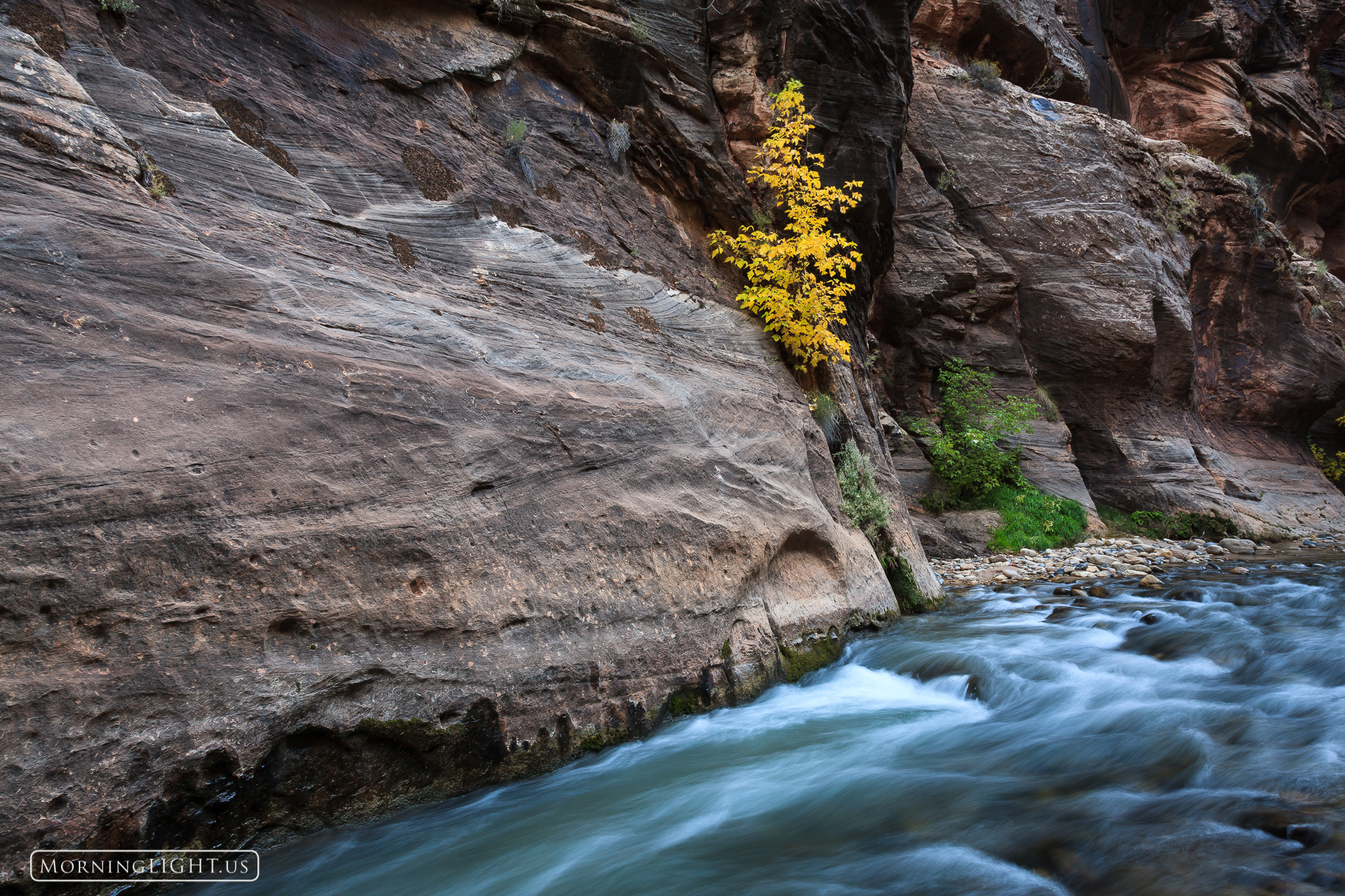 A tree finds life beside a rushing stream in Zion National Park.