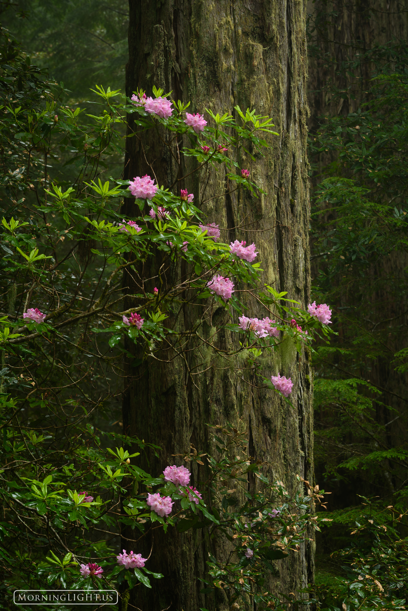 The rhododendrons in the midst of the redwood forests are an amazing sight. These giant blossoms bring a smile to the face of...