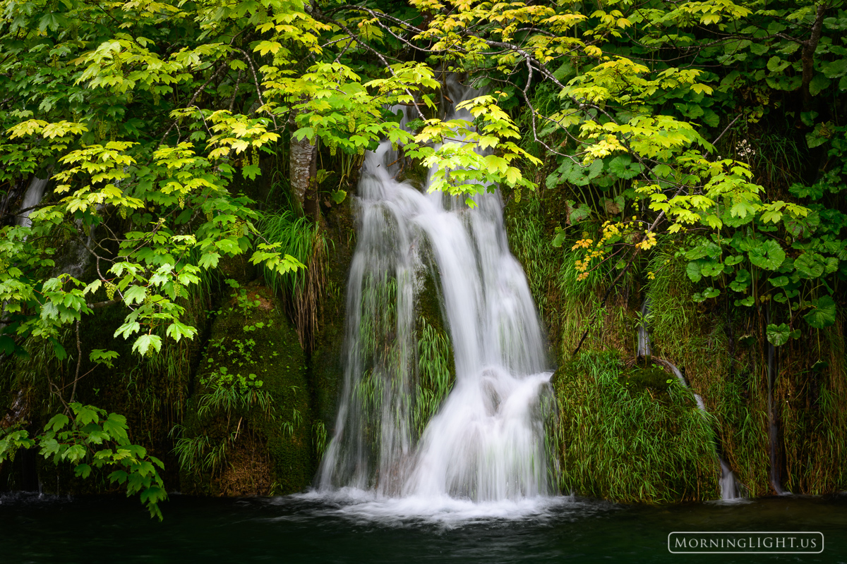 A small cascade emerges beneath the leaves of a maple tree.