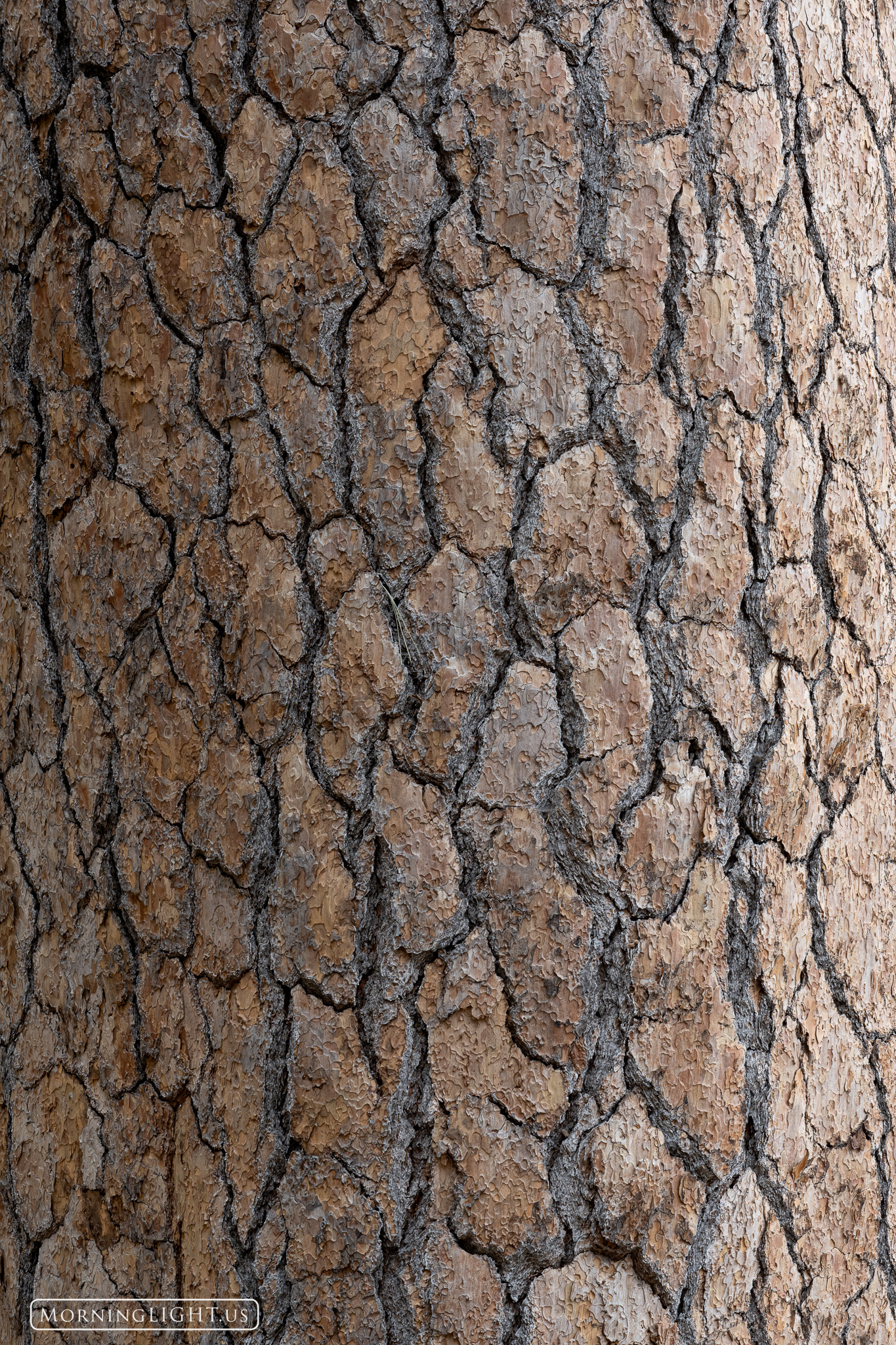 I stood with my mouth agape at the size of the Ponderosa Pines in Yosemite's Mariposa Grove. They were nearly four times the...