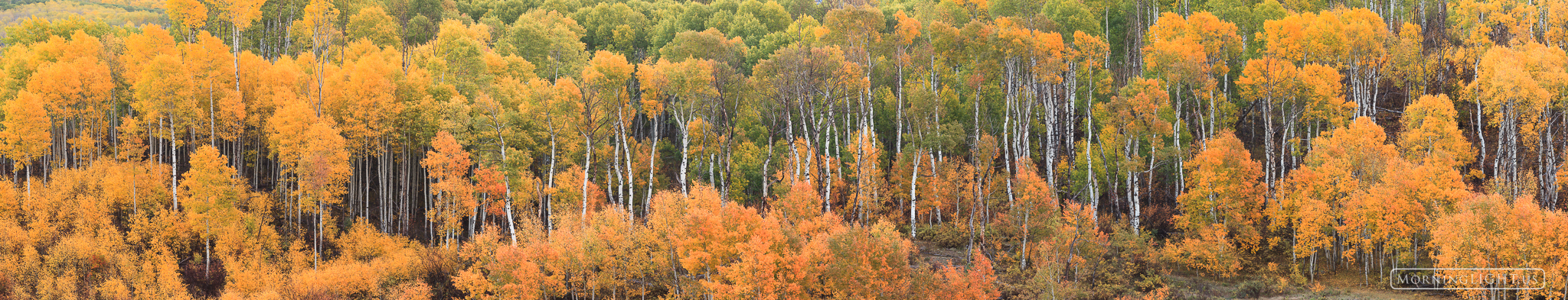 This is a beautiful aspen grove at McClure Pass, Colorado. I often have people ask me for large panoramic aspen prints so I did...