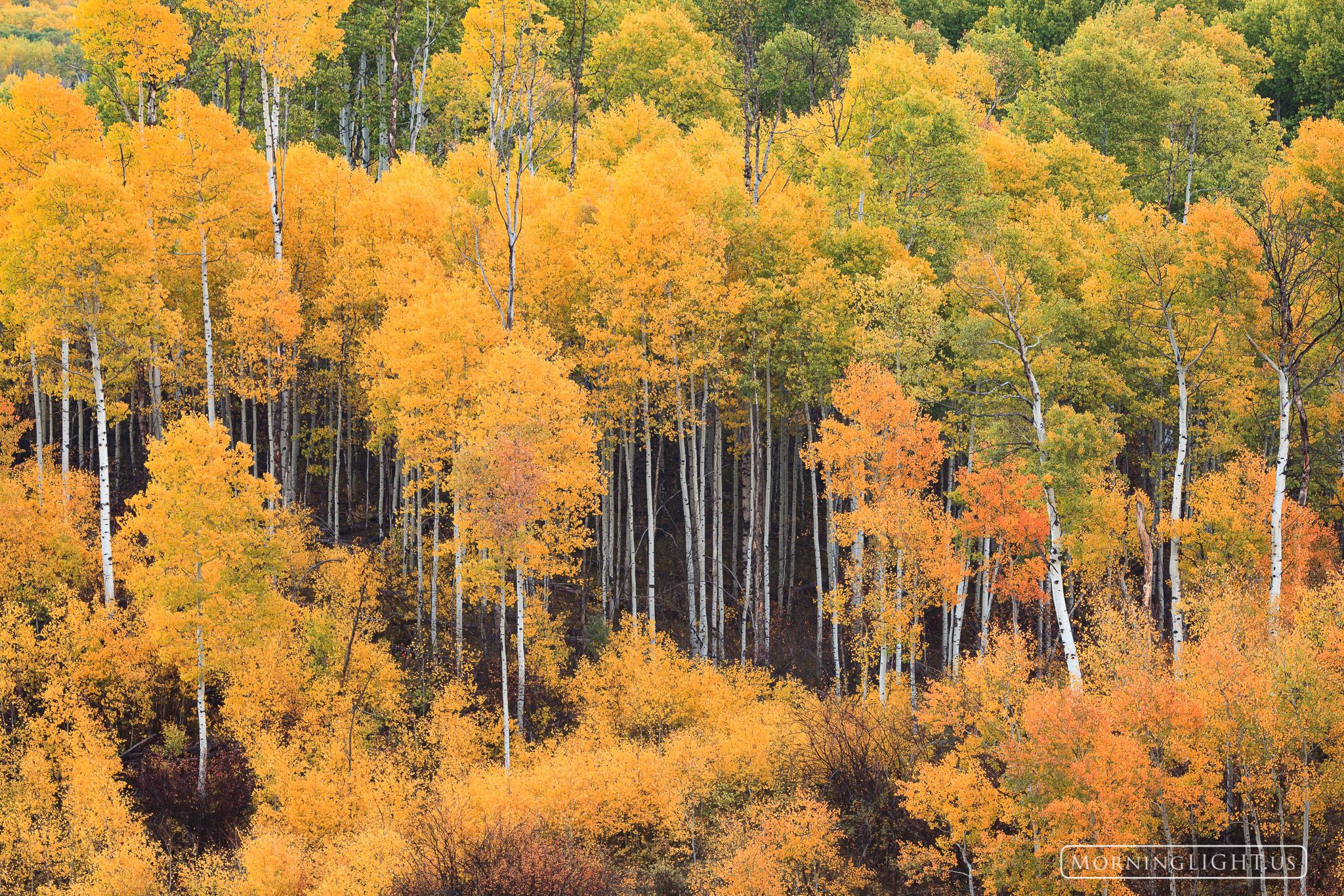 This is a classic view from McClure Pass, Colorado with beautiful white aspen standing tall and surrounded by vibrant colors...
