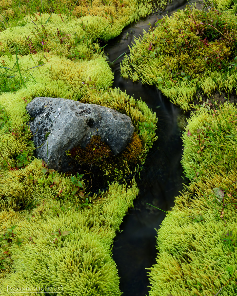 A small stream makes its way through a mossy bog in northern Iceland.