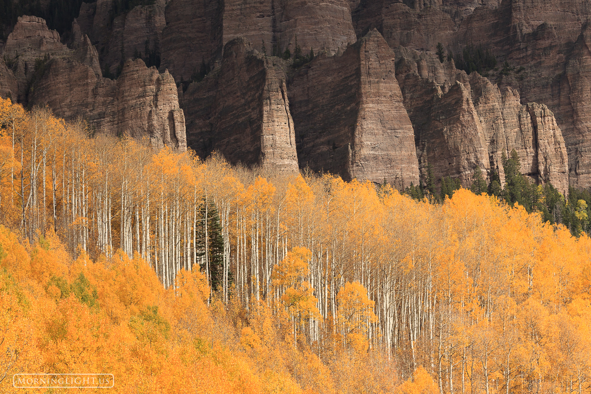 A lone pine tree hides amongst the aspen below an imposing rock formation at Silverjack near Ridgway, Colorado.