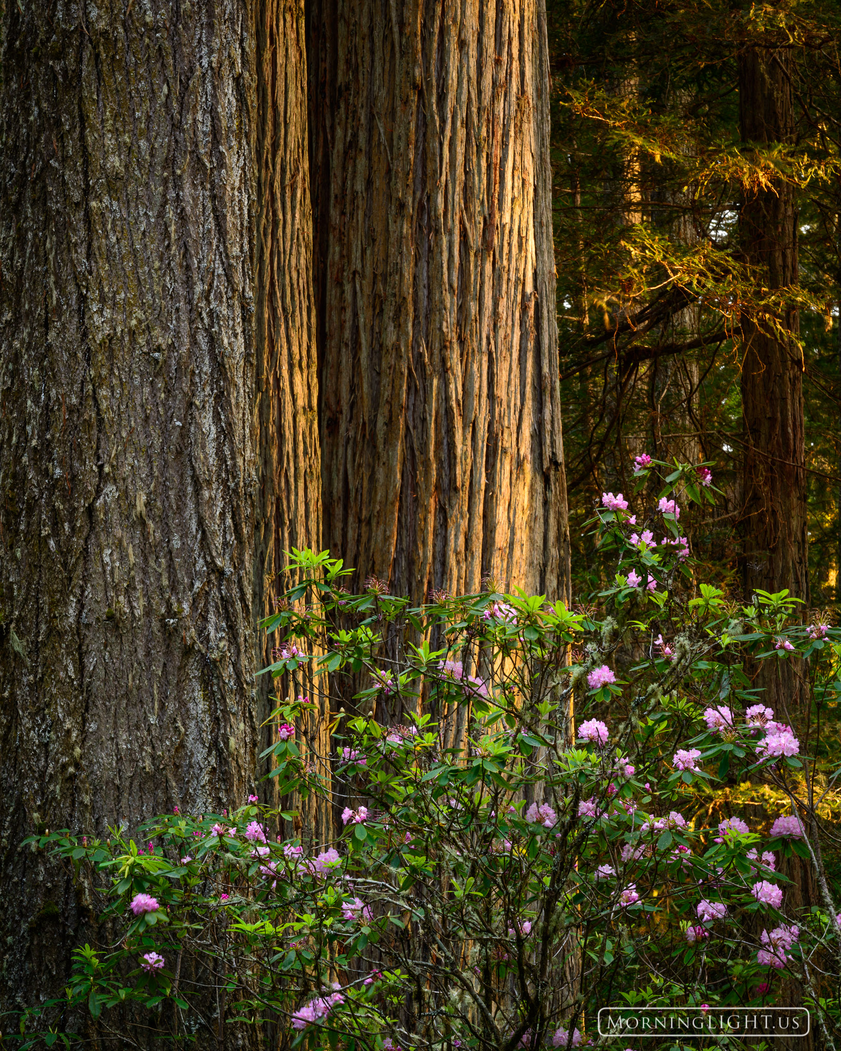 Rhododendrons bloom next to giant redwoods, filling the air with the most amazing aromas.