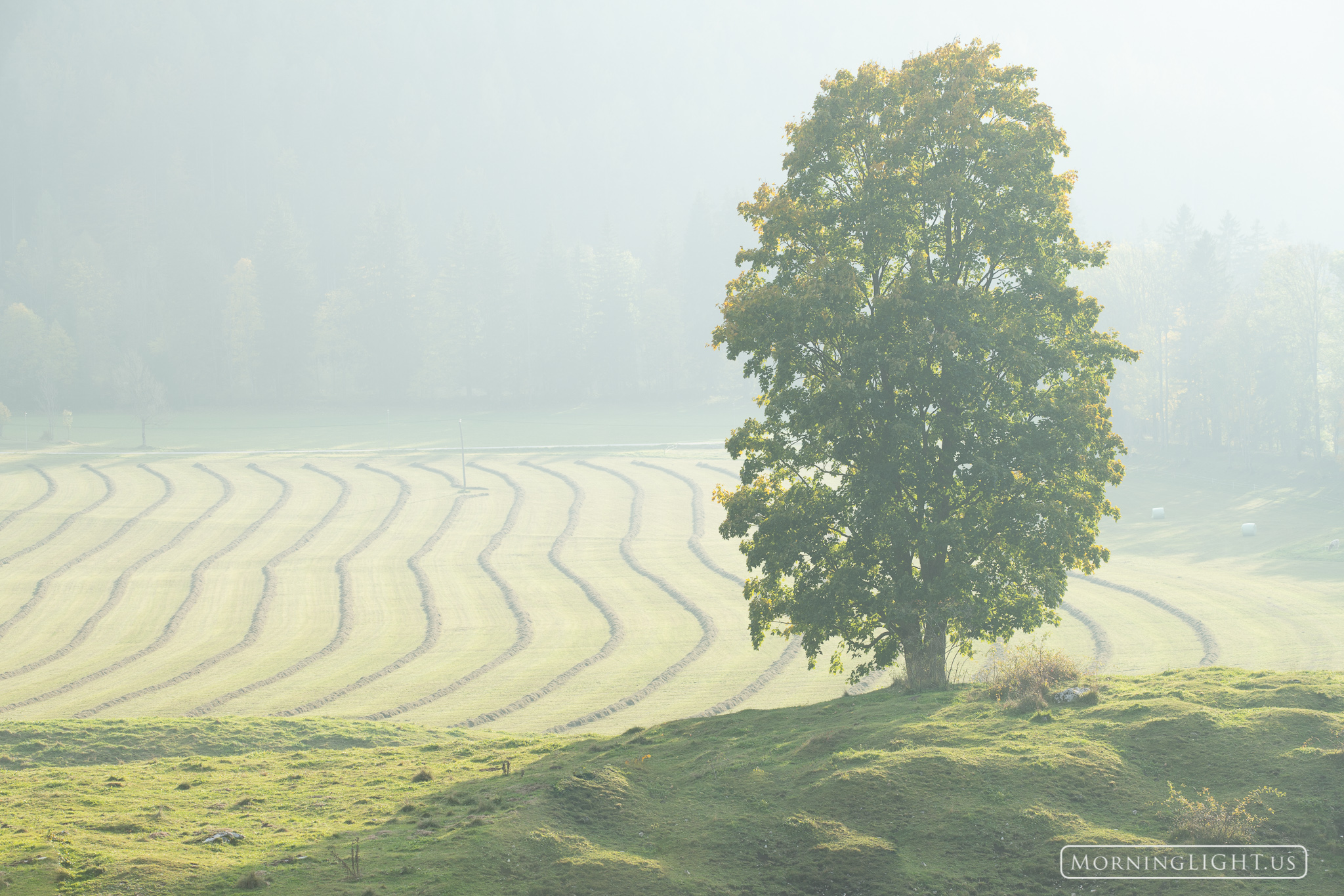 A recently mowed field was watched over by a large tree that had been watching the comings and goings of the farmers here for...