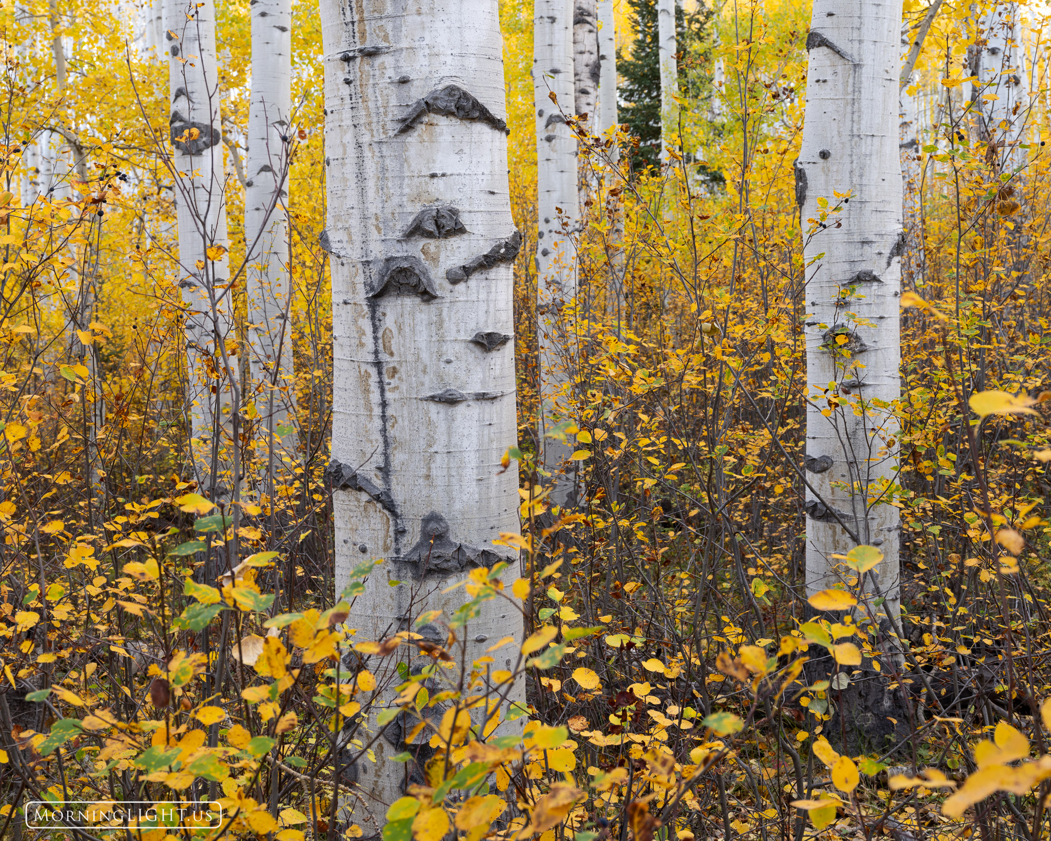 What I found so delightful about this aspen grove were all the new aspen growing alongside and in between the older aspen. The...