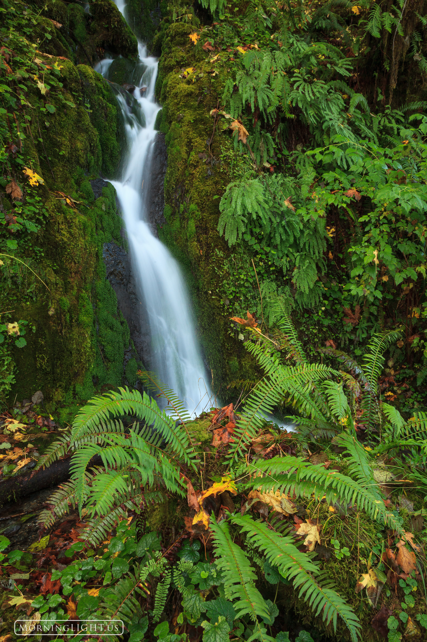 Not far from Lake Quinault a small stream tumbles down through moss and ferns on its westward journey.