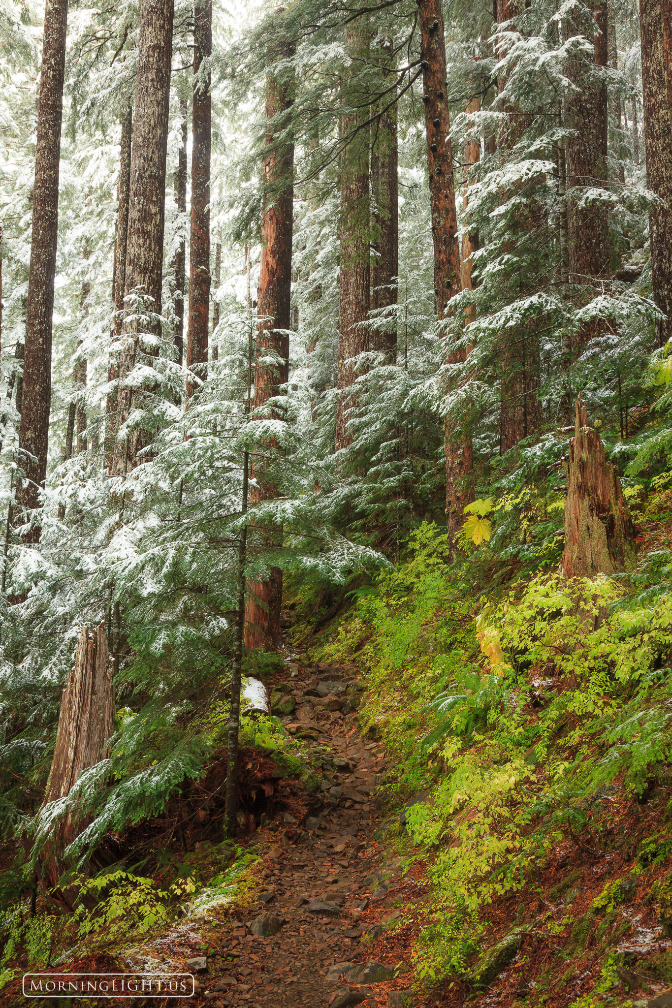 A surprise snowstorm covered the top of the trees in the Sol Duc rainforest of Olympic National Park. This scene shows the wonderful...