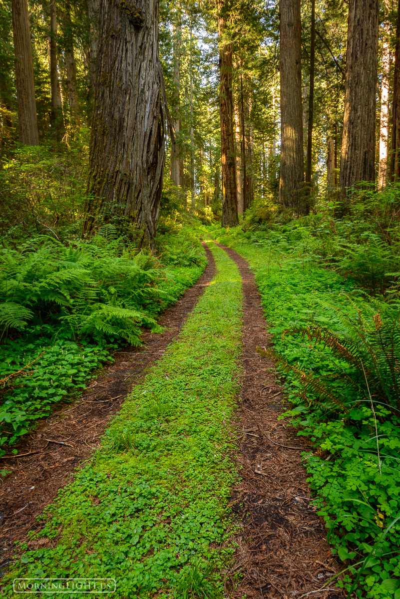 An old road leads through the forest in Redwood National Park.
