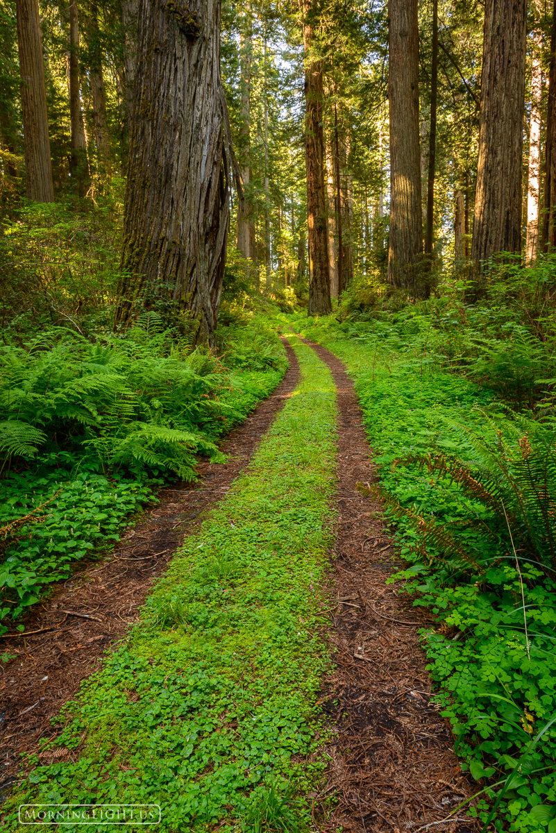 Redwood Trail An old road leads through the forest in Redwood National Park.