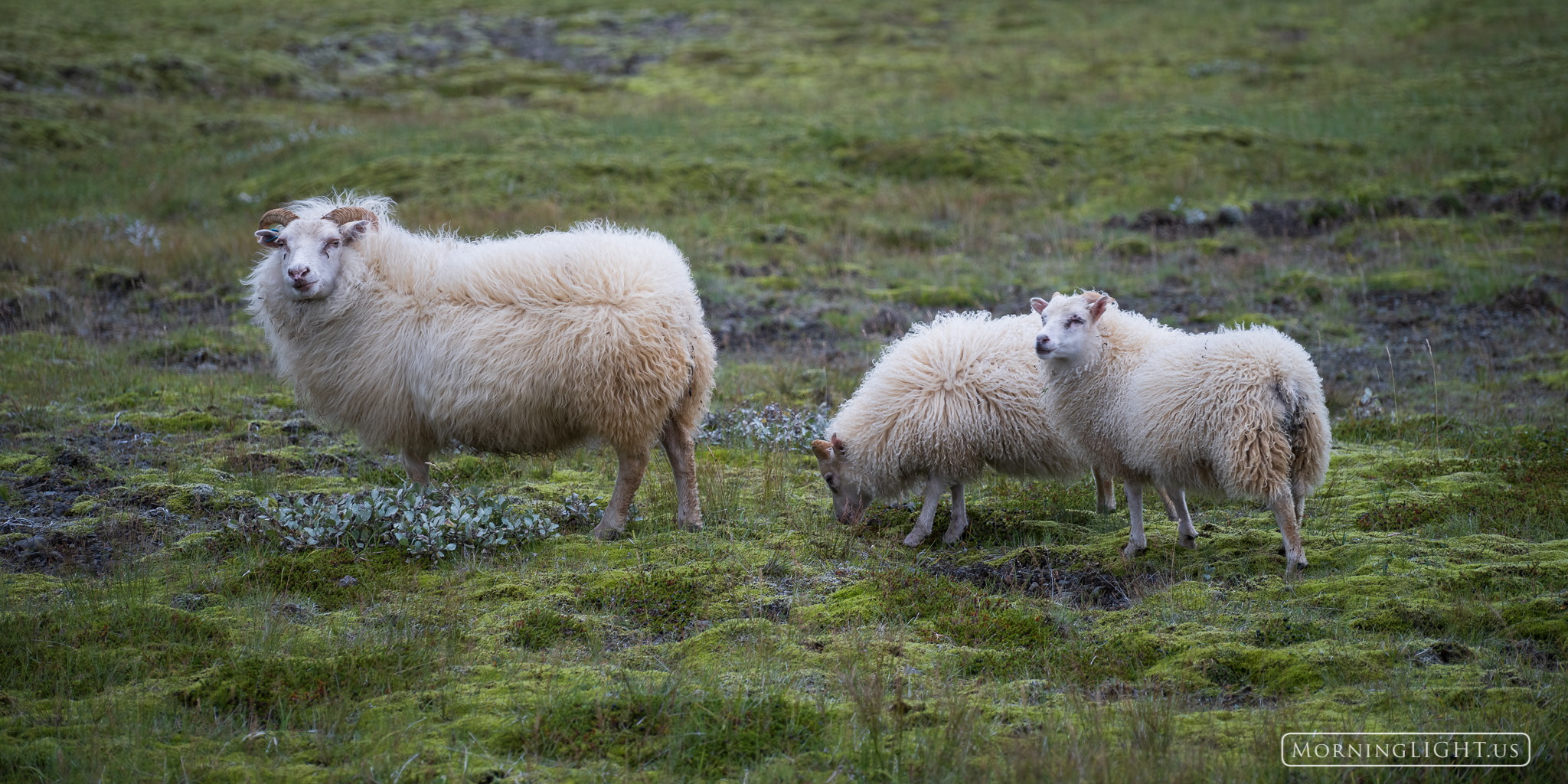 Icelandic sheep can be found in abundance around the island. These wooly creatures have adapted to survive the harsh weather...