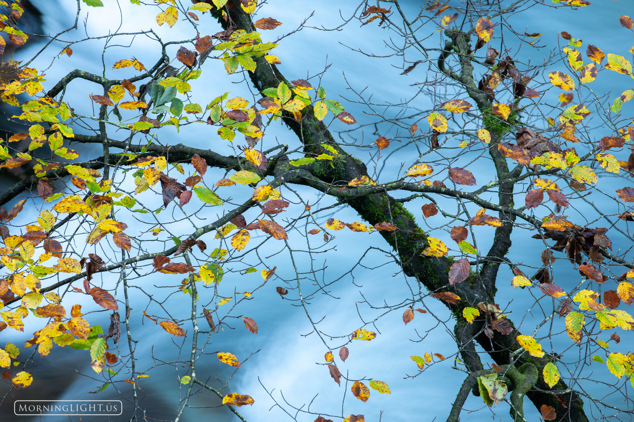 I found myself captured by the interesting color combinations of a tree hanging over the river in Vintgar Gorge, Slovenia.