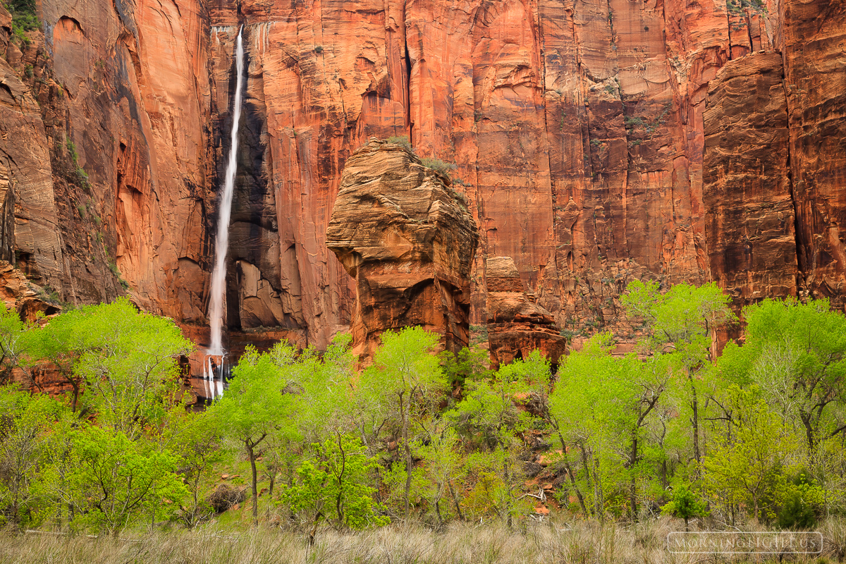 Spring in Zion National Park is like almost no other place. Naked walls of dry stone spout stunning waterfalls while the trees...