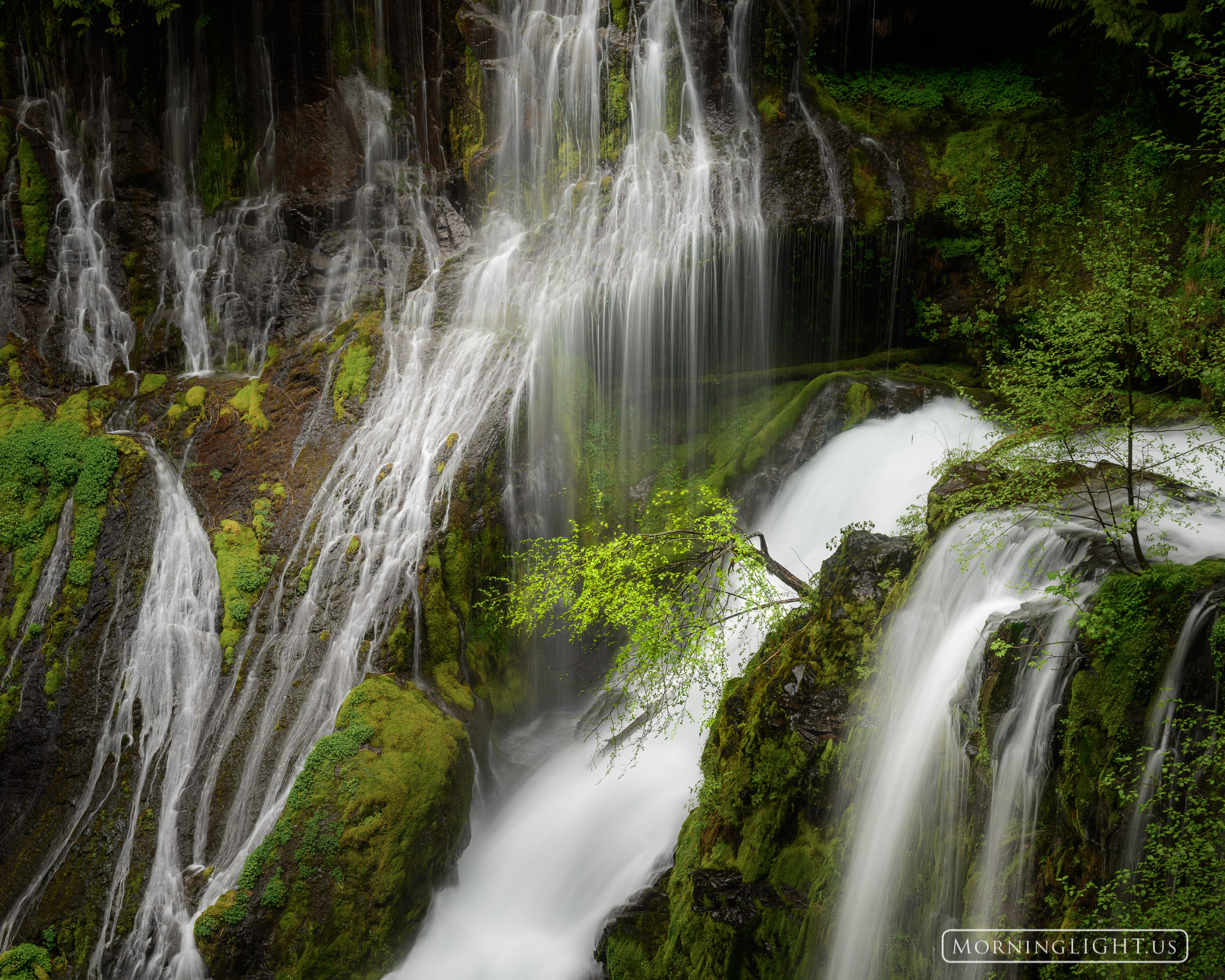 A small tree clings to the edge of a cliff while water pours down around it on every side.