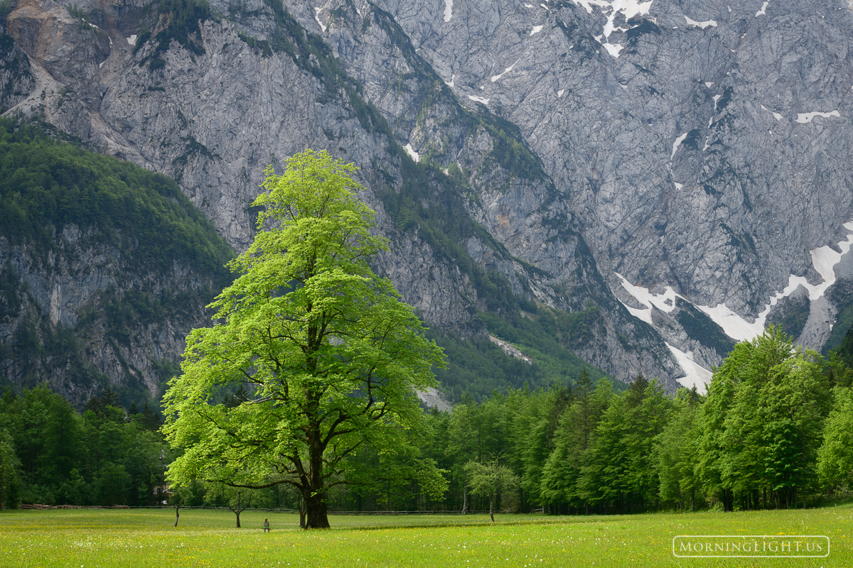 A woman takes in the dramatic beauty of this alpine setting while sitting on a swing below a magnificent tree on a wonderful...