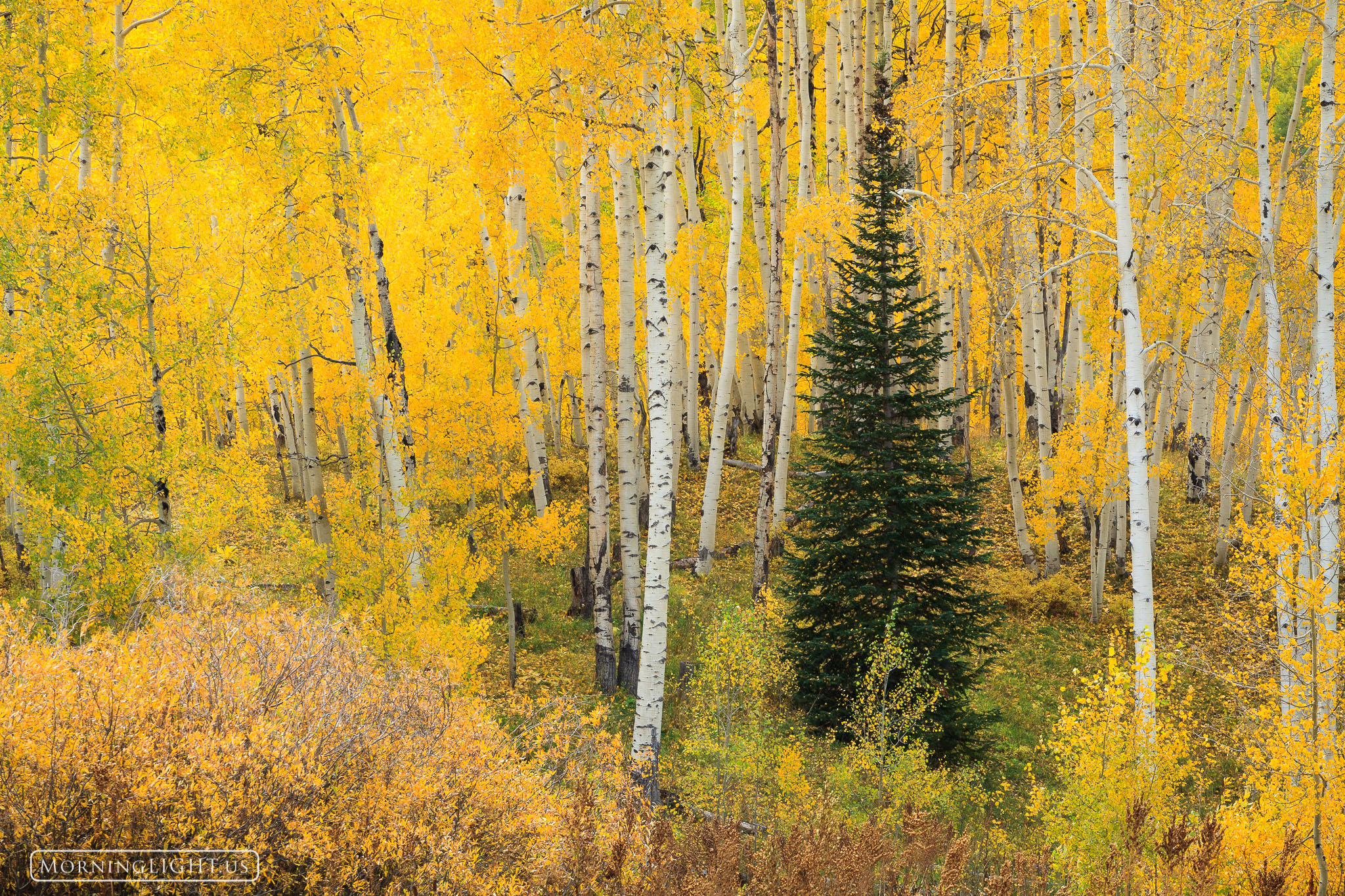 A lone spruce is surrounded by the pageantry of elegant aspen in their joyful autumn dress. I shot this during a gentle rain...