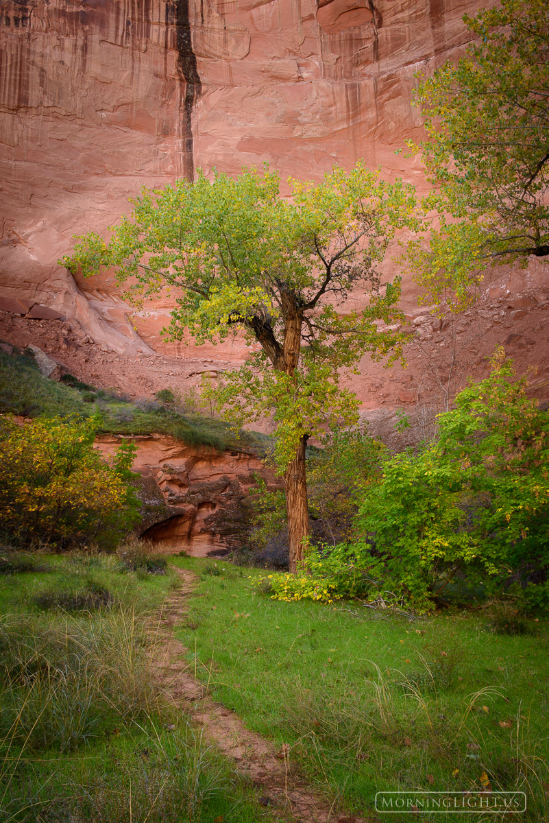 Way out in the middle of a barren desert landscape, there is a hidden canyon. At its base a small stream brings life to the narrow...