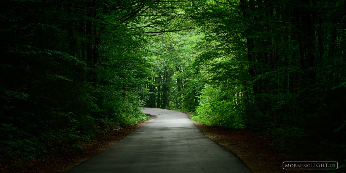 As the sun began to set along a lonely road in central Croatia, the changing light created a tunnel in the forest.