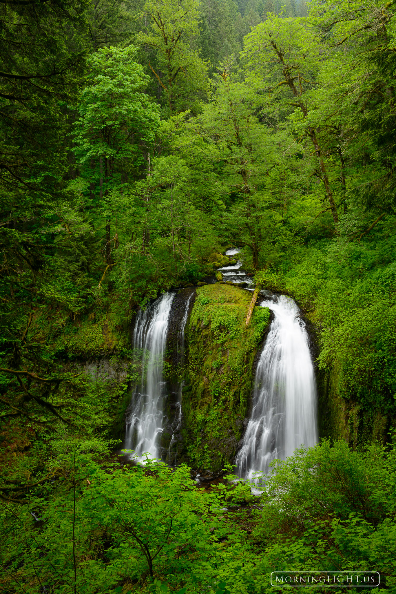 A deep green forest in Oregon gives way to a brilliant white stream on a May morning.