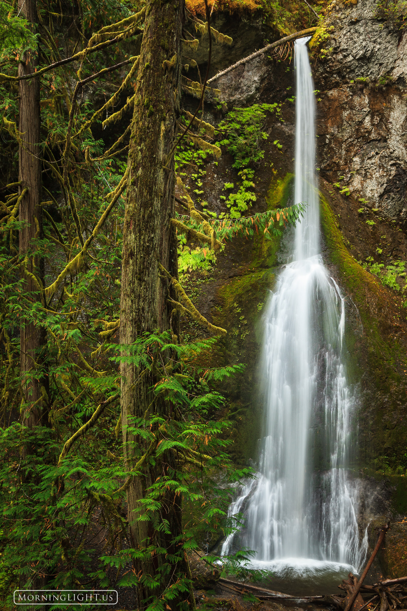Marymere Falls in Olympic National Park is one of the most visited waterfalls in the park. Surrounded by cypress trees it is...