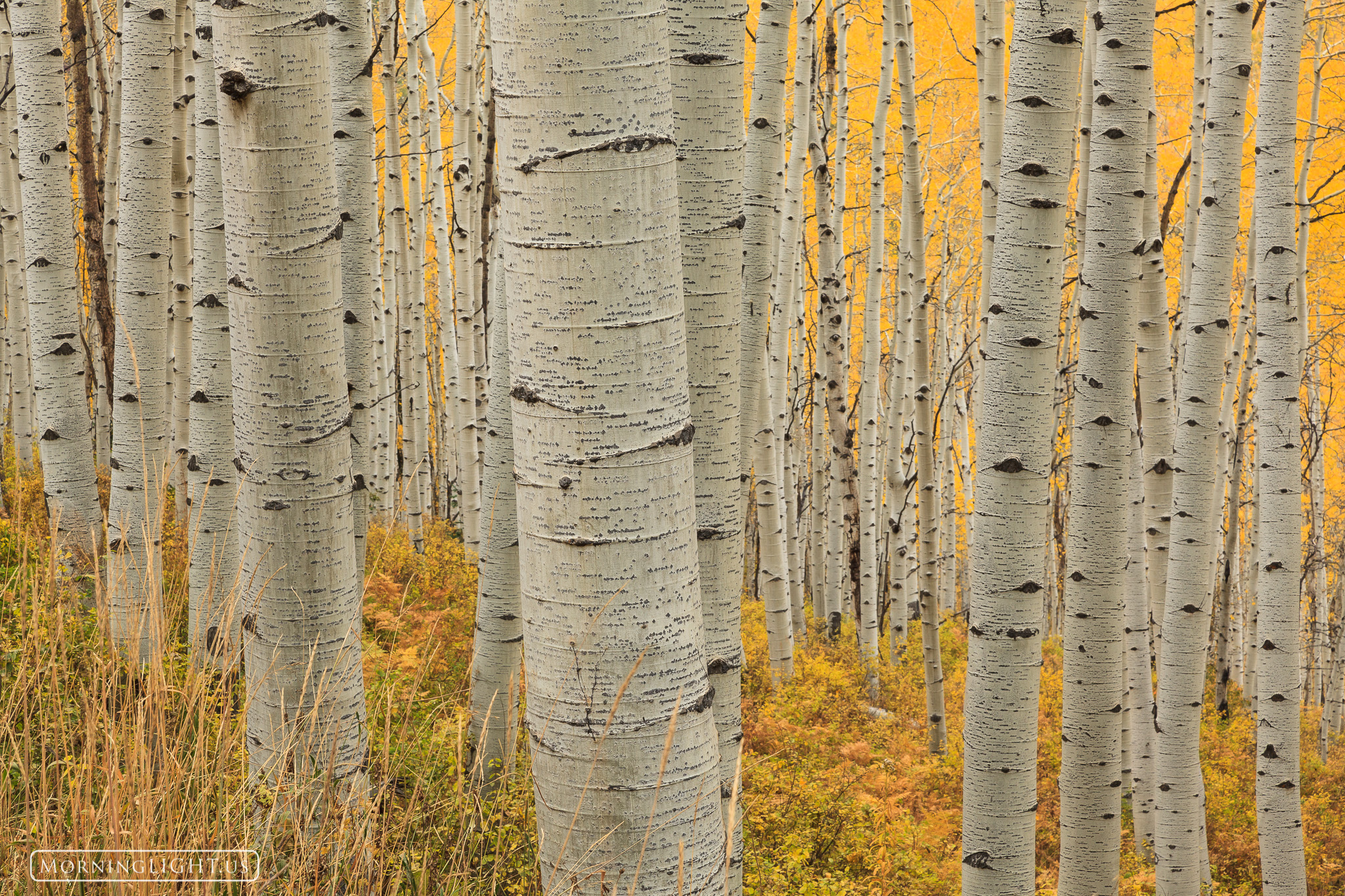 Zebra Stand - H This beautiful aspen stand near Kebler Pass, Colorado was one of the most beautiful I saw. What really intrigued me were the...